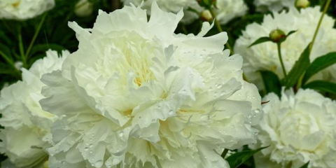 Jak se pivoňky používají v krajinném designu - nápady na krásné kompozice